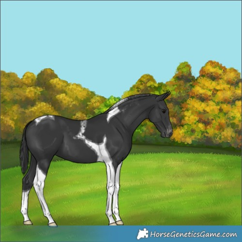 Horse Color:Black Tobiano Appaloosa
