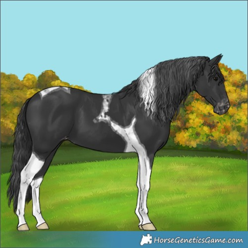 Horse Color:Black Tobiano Varnish 