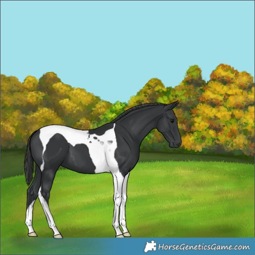 Horse Color:Black Tobiano 
