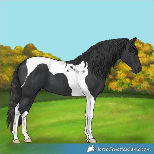 Horse Color:Black Tobiano 