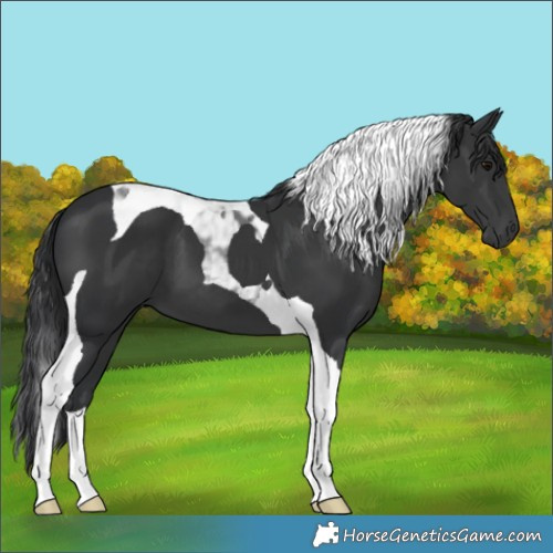 Horse Color:Black Tobiano 