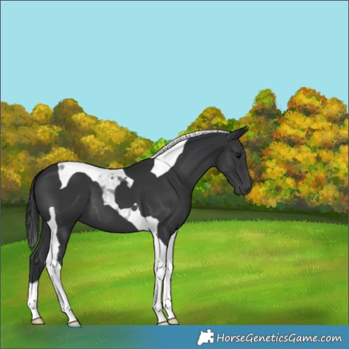 Horse Color:Black Tobiano