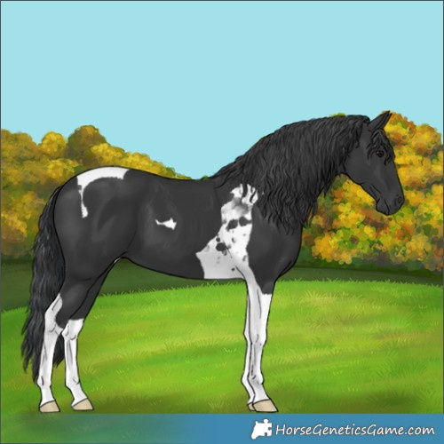 Horse Color:Black Tobiano 