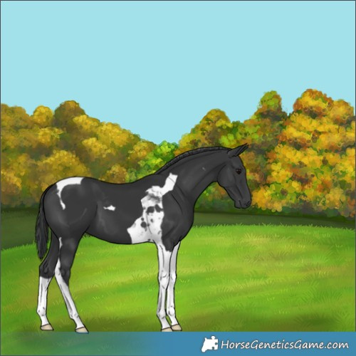 Horse Color:Black Tobiano