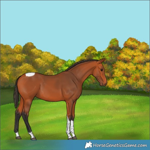 Horse Color:Bay Tobiano 