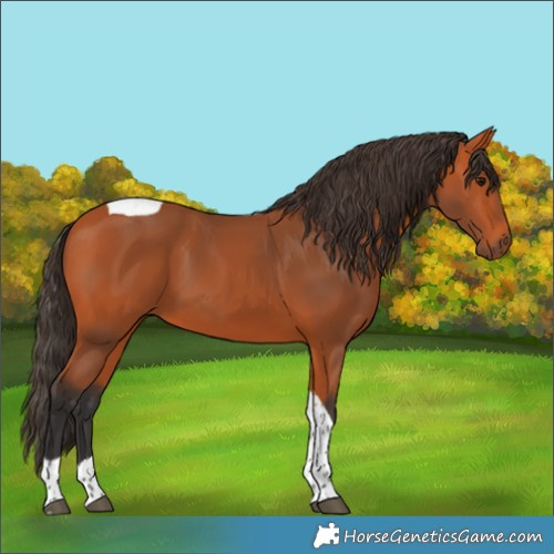 Horse Color:Bay Tobiano