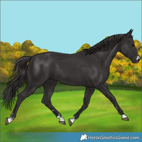 Horse Color:Smoky Black  and Smoky Black Rabicano 