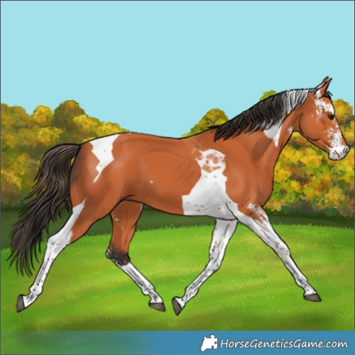 Horse Color:Bay Sabino Tobiano 
