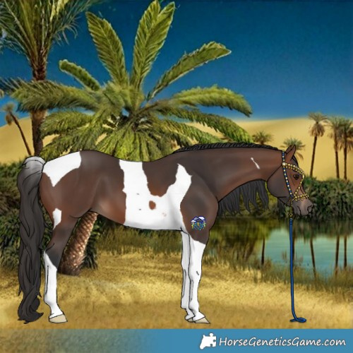 Horse Color:Brown Tobiano 