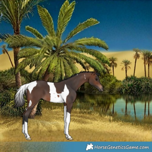 Horse Color:Brown Tobiano 