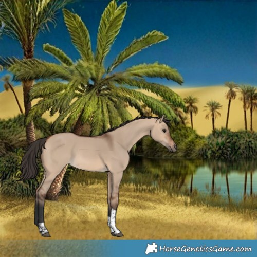 Horse Color:Bay Dun Tobiano 