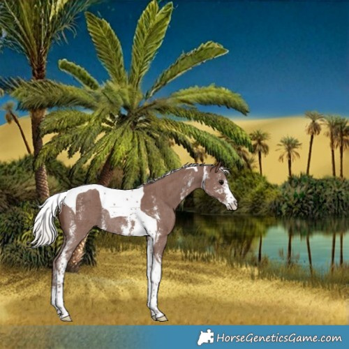 Horse Color:Silver Black Sabino Tobiano Rabicano 