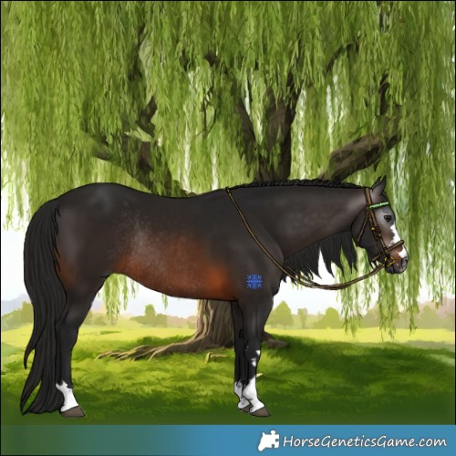 Horse Color:Gray Brown Rabicano 