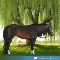 Horse Color:Gray Brown Rabicano 