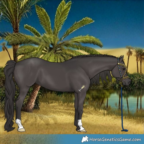 Horse Color:Smoky Black