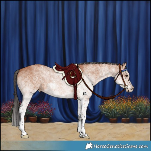 Horse Color:White Spotted Bay Rabicano 