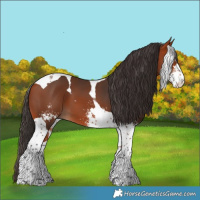 Horse Color:Bay Sabino Tobiano 