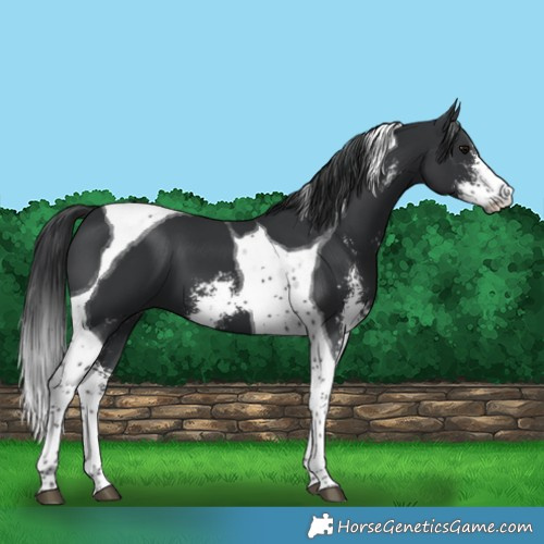 Horse Color:Black Sabino Tobiano 