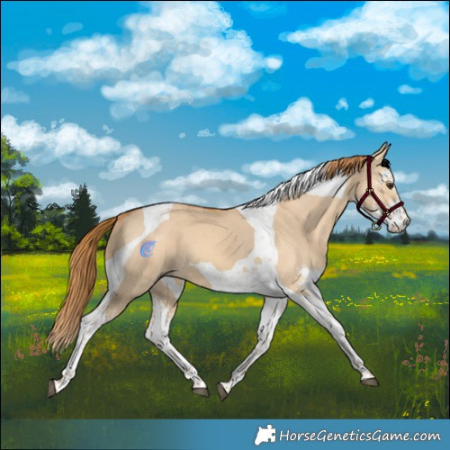 Horse Color:Red Dun Sabino Tobiano 