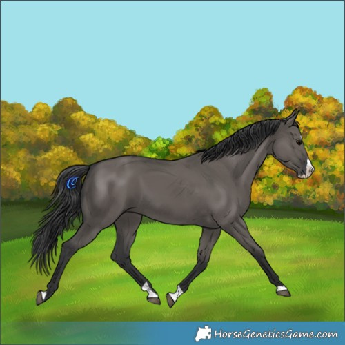 Horse Color:Grullo Splash 