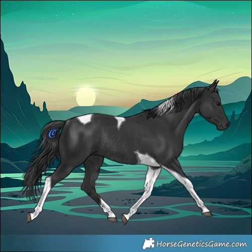 Horse Color:Black Tobiano Rabicano