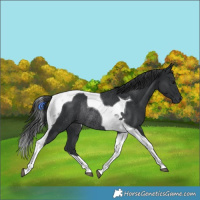 Horse Color:Black Tobiano Rabicano