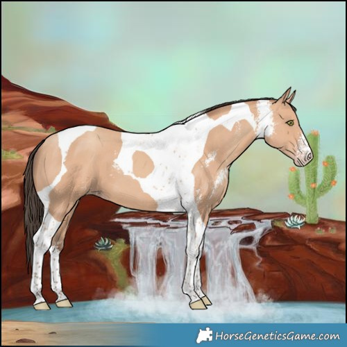 Horse Color:Amber Champagne Sabino Tobiano 