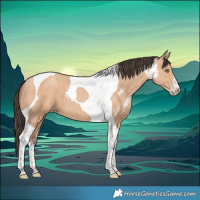 Horse Color:Amber Champagne Sabino Tobiano