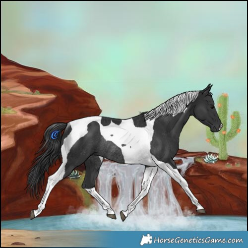 Horse Color:Black Tobiano Rabicano