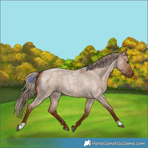Horse Color:Red Dun Roan 