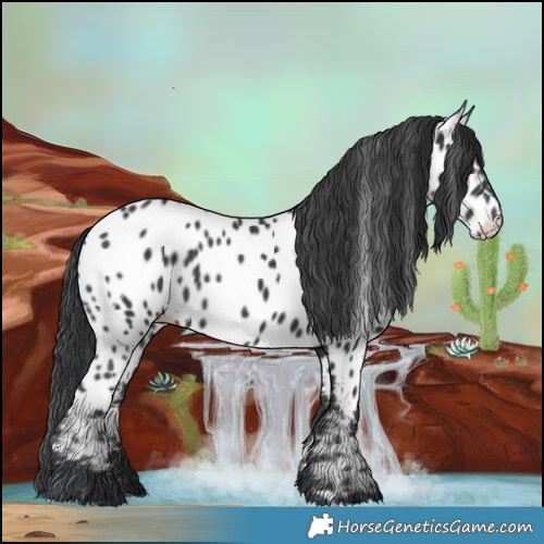 Horse Color:Black Near Leopard Rabicano 