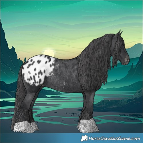Horse Color:Black Appaloosa Rabicano