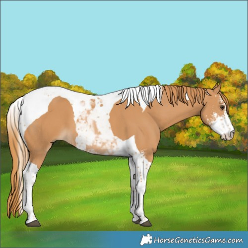 Horse Color:Chestnut Sabino Tobiano