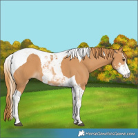 Horse Color:Chestnut Sabino Tobiano