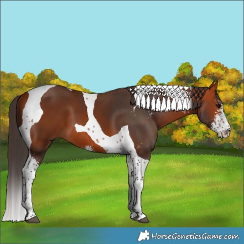 Horse Color:Bay Sabino Tobiano 