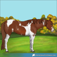 Horse Color:Chestnut Sabino Tobiano