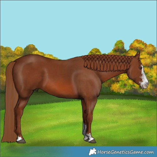 Horse Color:Chestnut Sabino