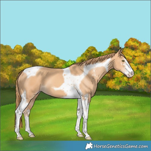 Horse Color:Gold Champagne Sabino Tobiano