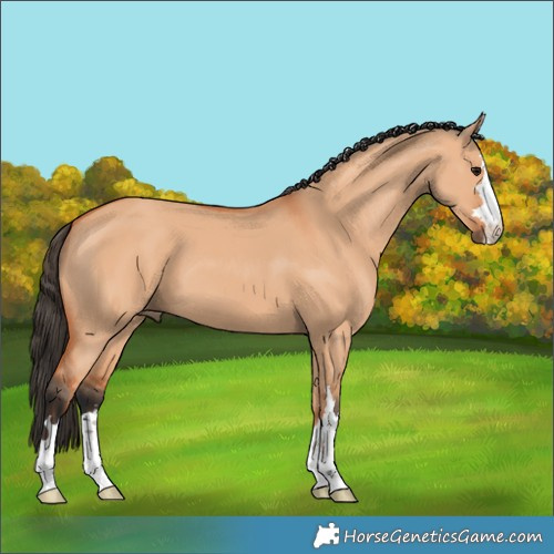 Horse Color:Bay Dun 