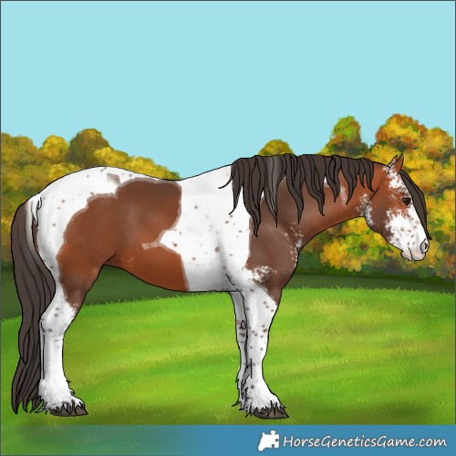 Horse Color:Bay Sabino Tobiano