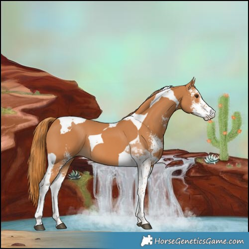 Horse Color:Chestnut Sabino Tobiano