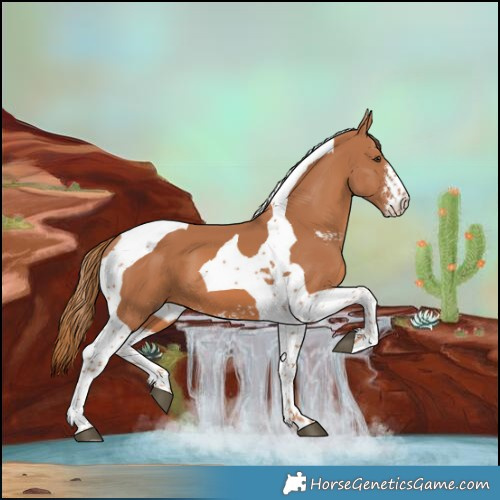 Horse Color:Chestnut Sabino Tobiano