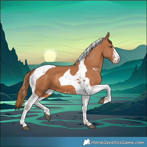 Horse Color:Chestnut Sabino Tobiano 