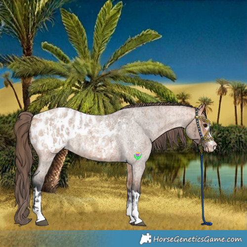 Horse Color:Bay Roan Appaloosa and Bay Roan Dun Appaloosa