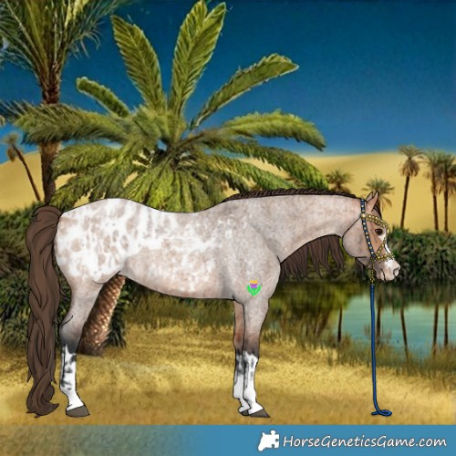 Horse Color:Bay Roan Blanket  and Bay Roan Dun Blanket 