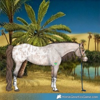 Horse Color:Bay Roan Appaloosa and Bay Roan Dun Appaloosa