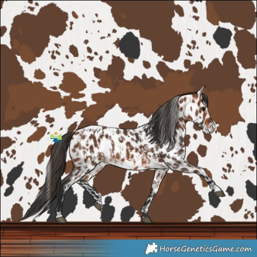 Horse Color:Bay Leopard  and Bay Leopard 