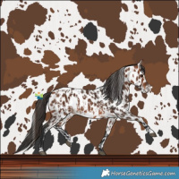 Horse Color:Bay Leopard and Bay Leopard