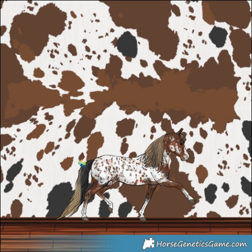 Horse Color:Black Near Leopard  and Chestnut Near Leopard 