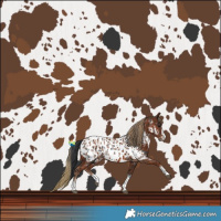 Horse Color:Black Near Leopard  and Chestnut Near Leopard 
